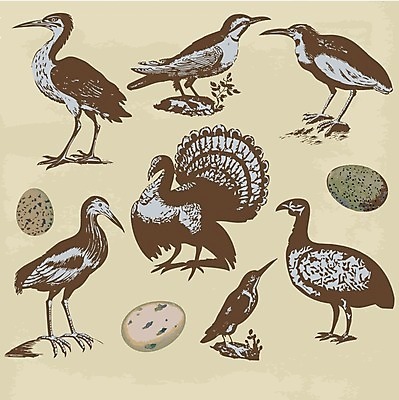 EPS 해외이미지 동물 교육 야생동물 바다 날개 일러스트 자연 갈매기 조류 오리 동물원 세트 계란 수확 나뭇가지 아기 화려 숲 수집 왜가리 그림 에코 생태계 비둘기 복고 앵무새 참새 부엉이 판화 까마귀 내추럴 그런지 동물상 물총새 이국적 해외202004 해외일러스트 나무 컨셉 농업 미술 사람 조형물 환경 알 파일형식 벡터 이미지허브