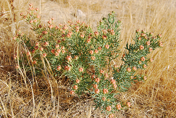 포토 JPG 해외이미지 식물 꽃 줄기 백그라운드 패턴 밭 자연 추상 건조 풍경 사람없음 야외 초록색 여름 햇빛 노란색 환경 화목 활발 성장 시골 황금 볏짚 땅 심플 장면 밀짚 해외202004 해외포토 계절 컬러 컨셉 무늬 농업 태양 짚 생태계 파일형식 이미지허브