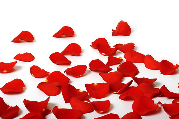 포토 JPG 해외이미지 식물 기념일 꽃잎 꽃 꽃다발 결혼 데이트 발렌타인데이 선물 사랑 사람없음 장식 빨간색 장미 흰색 신선 날짜 닫기 고립 페달 해외202004 해외포토 감정 컬러 모션 데이이벤트 이벤트 파일형식 이미지허브