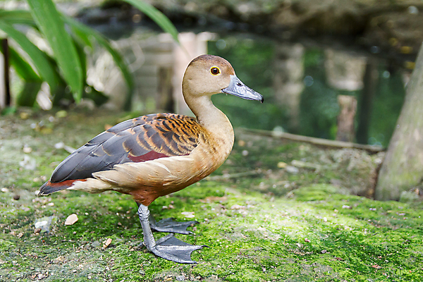 포토 JPG 해외이미지 동물 공원 날개 자연 조류 오리 동물원 서기 사람없음 초록색 갈색 침묵 부리 생존 해외202004 해외포토 공공시설 컬러 모션 소리 생태계 파일형식 이미지허브