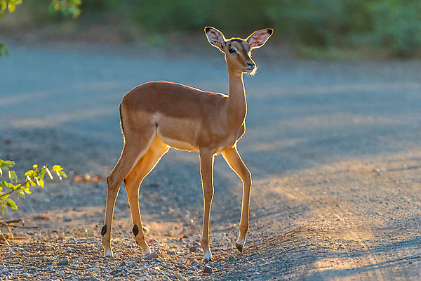 포토 JPG 해외이미지 동물 여자 야생동물 포유류 아프리카 자연 아침 초식동물 풍경 사람없음 일출 맑음 시골 영양 남아프리카 흙길 해외202004 해외포토 주간 나라 길 날씨 사람 노을 흙 생태계 파일형식 이미지허브