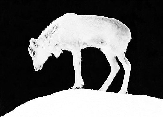 포토 JPG 해외이미지 동물 응시 여자 겨울 사슴 털 뿔 종류 사람없음 갈색 머리 회색 추위 흰색 마음 아기 북극 피부 러시아 북쪽 순록 눈내림 해외202004 해외포토 시선 계절 유럽 컬러 포유류 눈_날씨 사람 신체부위 극지방 방향 파일형식 이미지허브