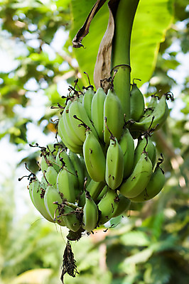 포토 JPG 해외이미지 아시아 태국 바나나 사람없음 초록색 농장 숲 해외202004 해외포토 나라 컬러 농업 과일 파일형식 이미지허브