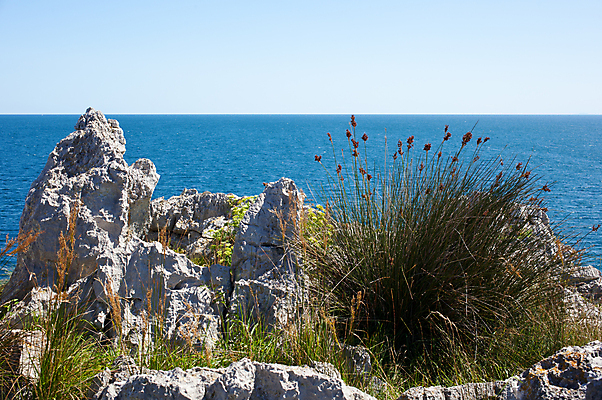 포토 JPG 해외이미지 식물 바다 휴가 사람없음 암초 바이오 해외202004 해외포토 파일형식 이미지허브