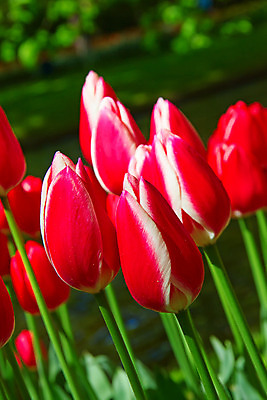 포토 JPG 해외이미지 식물 계절 공원 꽃잎 꽃 유럽 줄기 분홍색 꽃다발 백그라운드 잎 꽃무늬 밭 농업 전구 자연 사람없음 빨간색 초록색 물 컬러풀 노란색 정원 보라색 봄 활발 튤립 벚꽃 시골 신선 이슬 5월 꽃집 네덜란드 원예 줄서기 해외202004 해외포토 자연요소 공공시설 나라 산업 컬러 컨셉 무늬 모션 취미 상점 날짜 생태계 파일형식 이미지허브