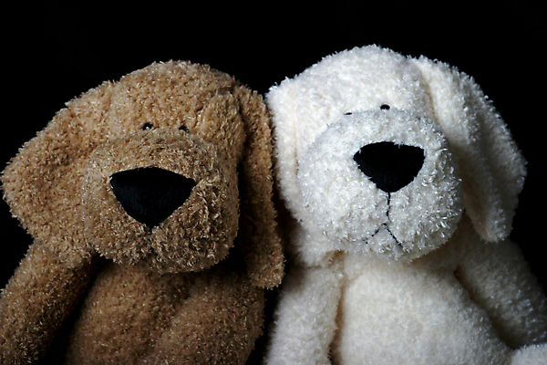 포토 JPG 해외이미지 커플 앉기 사람없음 장난감 갈색 우정 흰색 개 강아지 해외202004 해외포토 컬러 포유류 관계 모션 친구 반려동물 파일형식 이미지허브