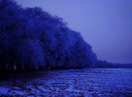 포토 JPG 해외이미지 나무 지구 잎 겨울 밭 자연 날씨 사람없음 야외 환경 얼음 봄 추위 덮개 백발 가을 나뭇가지 신선 황무지 서리 내추럴 폭설 눈내림 해외202004 해외포토 자연요소 식물 헤어스타일 계절 농업 눈_날씨 뚜껑 자연재해 생태계 파일형식 이미지허브