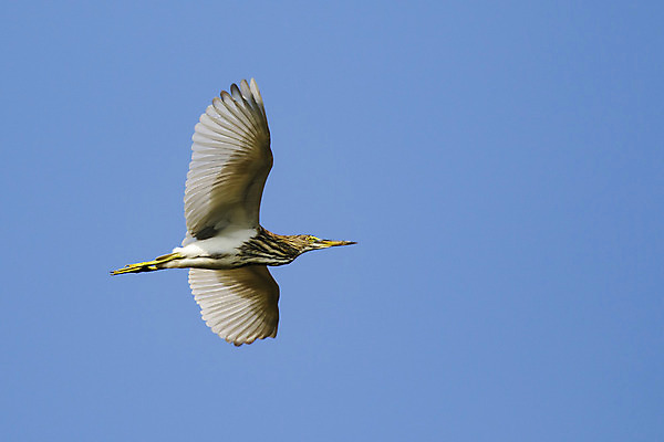 포토 JPG 해외이미지 동물 호수 야생동물 백그라운드 날개 자연 조류 하늘 낚시 사람없음 초록색 파란색 강 노란색 환경 보라색 검은색 흰색 관찰 연못 습지 야간 큼 인도인 왜가리 깃털 부리 내추럴 고립 해외202004 해외포토 자연요소 외국인 컬러 모션 레저 동양인 크기 생태계 파일형식 이미지허브