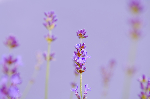 포토 JPG 해외이미지 식물 디자인 꽃 분홍색 꽃다발 백그라운드 컨셉 꽃무늬 밭 추상 건강 사람없음 치료 장식 여름 파란색 정원 보라색 거품 벚꽃 흰색 신선 다발 허브 제비꽃 유기농 향기 아로마 향 아로마테라피 테라피 라벤더 내추럴 스타일 카피스페이스 해외202004 해외포토 웰빙 계절 컬러 무늬 농업 의학 뷰티 공백 냄새 파일형식 이미지허브