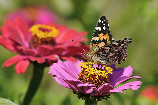 포토 JPG 해외이미지 식물 동물 꽃 야생동물 나비 곤충 백그라운드 꽃무늬 밭 날개 오렌지 자연 안테나 서기 사람없음 야외 가로 초록색 여름 컬러풀 노란색 정원 보라색 검은색 봄 활발 벚꽃 흰색 그리기 큼 멀티 해외202004 해외포토 계절 컬러 컨셉 무늬 농업 과일 통신 모션 크기 생태계 파일형식 이미지허브