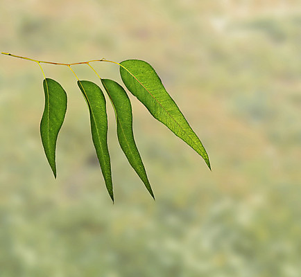 포토 JPG 해외이미지 나무 식물 잎 자연 사람없음 초록색 나뭇가지 닫기 유칼립투스 해외202004 해외포토 컬러 모션 생태계 파일형식 이미지허브