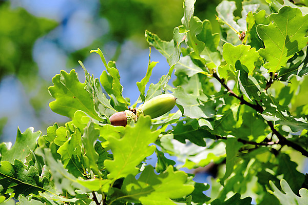 포토 JPG 해외이미지 나무 식물 계절 공원 줄기 백그라운드 낙엽 잎 자연 기술 씨앗 사람없음 야외 초록색 여름 햇빛 노란색 환경 힘 활발 견과류 가을 나뭇가지 거친 숲 큼 도토리 지역 거인 옛날 노화 해외202004 해외포토 공공시설 컬러 컨셉 태양 크기 생태계 파일형식 이미지허브
