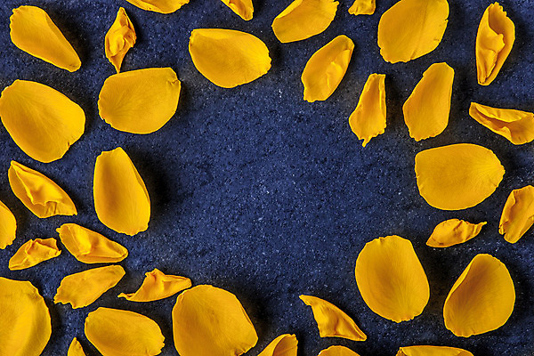 포토 JPG 해외이미지 식물 꽃잎 꽃 백그라운드 잎 자연 프레임 사람없음 가로 파란색 장미 노란색 어둠 벚꽃 바위 우아함 합성 향기 아로마 구성 취급주의 많음 세련 해외202004 해외포토 컬러 컨셉 경고 돌_바위 생태계 냄새 파일형식 이미지허브