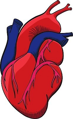 EPS 해외이미지 손 디자인 벽 과학 백그라운드 십자가 신체 일러스트 부분 해부 근육 실내 사람 장식 하트 심장 오픈 조직 혈액 오르간 낙서 만화 스케치 자르기 왼쪽 회의실 오브젝트 그림 생물학 순환 심플 시스템 정맥 펌프 고립 우수 해외202004 해외일러스트 모양 교육 의학 모션 미술 내부 신체부위 장기_의학 건반악기 방향 절기 혈관 파일형식 벡터 이미지허브