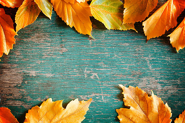 포토 JPG 해외이미지 식물 백그라운드 잎 오렌지 자연 날씨 사람없음 야외 목재 빨간색 초록색 컬러풀 갈색 노란색 정원 검은색 회색 가을 흰색 닫기 숲 질감 추수감사절 옛날 해외202004 해외포토 나무 계절 기독교 컬러 과일 재료 모션 생태계 파일형식 이미지허브