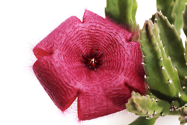 포토 JPG 해외이미지 식물 꽃 선인장 주택 실내 사람없음 빨간색 초록색 보라색 벚꽃 신선 닫기 큼 오브젝트 고립 해외202004 해외포토 컬러 모션 내부 건물 크기 파일형식 이미지허브