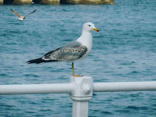 포토 JPG 해외이미지 동물 아이콘 디자인 야생동물 바다 여행 백그라운드 일러스트 자연 갈매기 조류 하늘 항해 사람없음 그래픽 물 세트 항구 검은색 흰색 비행 만 플랫 수집 깃털 태평양 포트 대서양 남쪽 고립 엘리먼트 해외202004 해외포토 자연요소 컬러 배_교통 교통시설 방향 생태계 파일형식 이미지허브