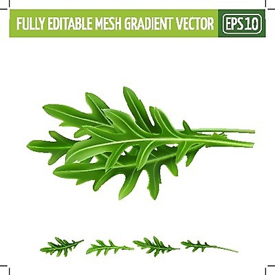 EPS 해외이미지 클립아트 음식 조각 잎 일러스트 재료 포장 자연 디저트 요리 그래픽 장식 컬러풀 라벨 주방 식당 수확 신선 맛 상추 먹기 허브 에코 유기농 날것 배지 내추럴 고립 루꼴라 숙성 채식주의자 현실 해외202004 해외일러스트 식물 웰빙 컬러 컨셉 농업 채소 모션 프레임 환경 상점 생태계 채식 파일형식 벡터 이미지허브