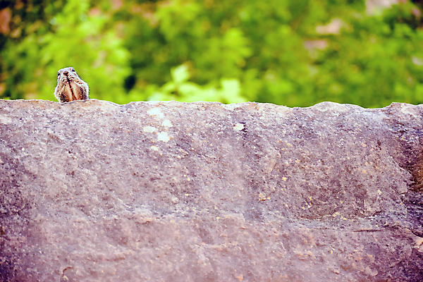 포토 JPG 해외이미지 동물 공원 야생동물 백그라운드 포유류 자연 휴가 국립공원 사람없음 초록색 환경 미국 황금 치아 보호 설치류 먹기 다람쥐 북쪽 서식지 내추럴 땅바닥 서쪽 와이오밍 해외202004 해외포토 공공시설 컬러 컨셉 북아메리카 모션 바닥 소화기관 방향 생태계 파일형식 이미지허브