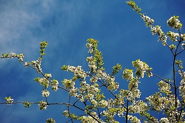 포토 JPG 해외이미지 나무 식물 계절 공원 꽃잎 꽃 백그라운드 잎 꽃무늬 자연 하늘 풍경 사람없음 야외 초록색 파란색 컬러풀 환경 정원 맑음 봄 성장 벚꽃 흰색 나뭇가지 시골 신선 개화 체리 닫기 4월 묘사 원예 부드러움 내추럴 해외202004 해외포토 공공시설 컬러 무늬 과일 모션 날씨 취미 감각 날짜 생태계 파일형식 이미지허브