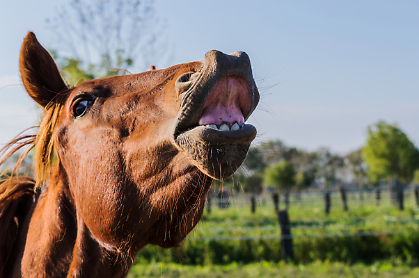 포토 JPG 해외이미지 동물 딸 2 밭 포유류 자연 사람없음 야외 반려동물 농장 갈색 머리 가축 우정 자유 시골 쌍 그룹 승마 방목 땅 속도 귀 갈기 망아지 송아지 대칭 해외202004 해외포토 새끼 스포츠 컬러 컨셉 농업 가족 신체부위 친구 말_동물 소 축산업 생태계 파일형식 이미지허브