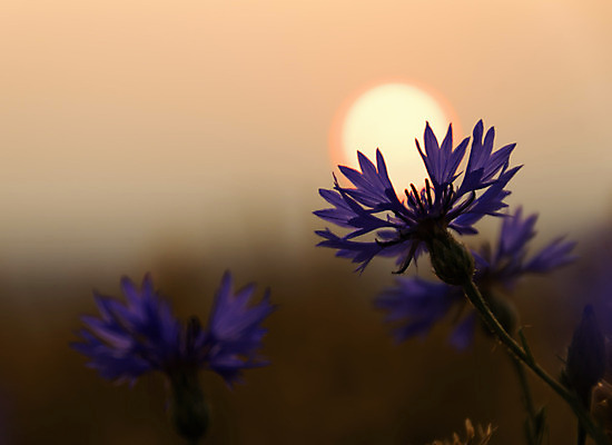 포토 JPG 해외이미지 꽃잎 꽃 자연 사람없음 파란색 태양 일출 보라색 황혼 일몰 새벽 저녁 블루베리 해외202004 해외포토 자연요소 식물 컬러 과일 노을 야간 생태계 파일형식 이미지허브