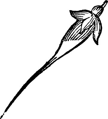 EPS 해외이미지 꽃 선 줄기 일러스트 미술 씨앗 검은색 수확 흰색 그림 판화 제라늄 해외202004 해외일러스트 식물 컬러 농업 문화예술 파일형식 벡터 이미지허브