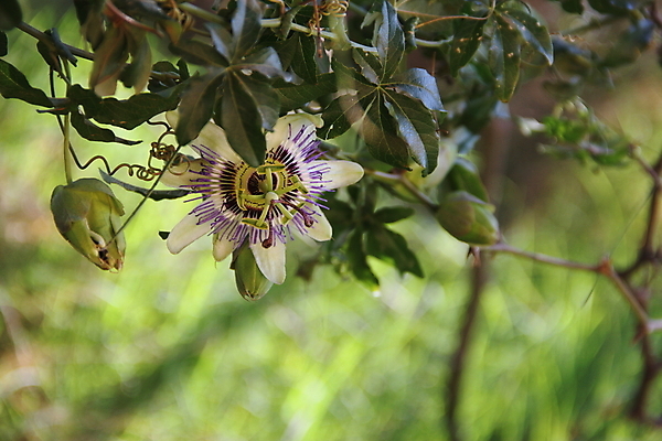 포토 JPG 해외이미지 꽃 음식 섬 백그라운드 다이어트 과일 자연 디저트 건강 사람없음 노란색 미국 흰색 신선 달콤 맛 열정 내추럴 고립 숙성 이국적 해외202004 해외포토 식물 감정 컬러 컨셉 북아메리카 생태계 파일형식 이미지허브