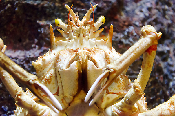 포토 JPG 해외이미지 전통 디자인 옷 음식 바다 백그라운드 패턴 바지 표면 새우 갑각류 사람없음 장식 물 파란색 유행 어둠 게 직물 도시 면 바닷가재 왕 남색 해산물 질감 생물학 땀 캔버스 거미 섬유 암 알래스카 그런지 발톱 옛날 스타일 해외202004 해외포토 자연요소 동물 교육 컬러 곤충 무늬 발 하의 미국 질병 가재 파일형식 이미지허브