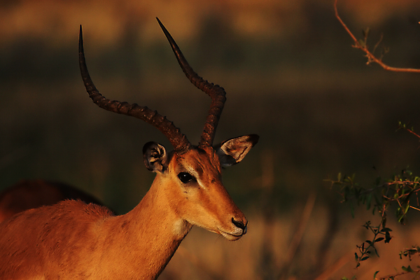 포토 JPG 해외이미지 동물 야생동물 포유류 아프리카 아침 뿔 사람없음 초록색 갈색 사파리 영양 보츠와나 스텝 해외202004 해외포토 주간 나라 컬러 파일형식 이미지허브