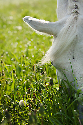 포토 JPG 해외이미지 식물 동물 계절 여자 꽃 음식 여행 백그라운드 꽃무늬 밭 자연 털 성인 사람없음 야외 초록색 빛 컬러풀 노란색 환경 흰색 승마 민들레 먹기 에코 내추럴 해외202004 해외포토 스포츠 컬러 무늬 농업 모션 사람 생태계 파일형식 이미지허브