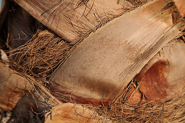 포토 JPG 해외이미지 나무 식물 백그라운드 자연 하늘 손바닥 사람없음 야외 목재 갈색 질감 내추럴 해외202004 해외포토 손 컬러 재료 생태계 파일형식 이미지허브