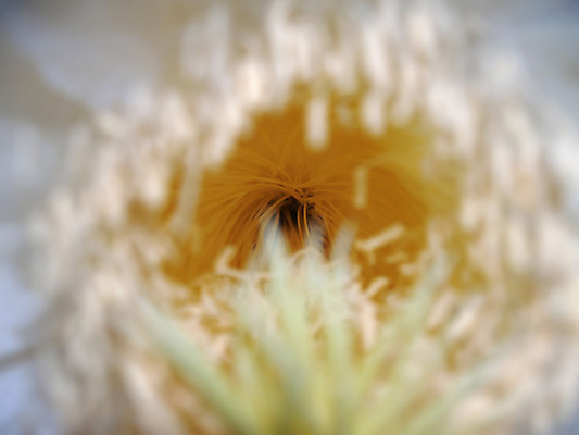 포토 JPG 해외이미지 꽃잎 꽃 백그라운드 꽃무늬 과일 자연 추상 사람없음 장식 검은색 성장 벚꽃 용 개화 우아함 묘사 꽃가루 내추럴 꽃수술 해외202004 해외포토 식물 컬러 컨셉 무늬 가루 생태계 파일형식 이미지허브