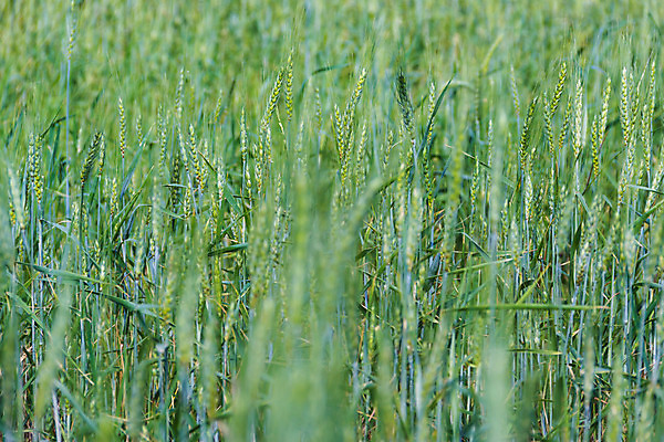 포토 JPG 해외이미지 식물 계절 음식 백그라운드 밭 농업 자연 하늘 풍경 사람없음 아웃포커스 초록색 여름 파란색 태양 농장 봄 수확 시골 시리얼 밀 유기농 보리 내추럴 밭일 해외202004 해외포토 자연요소 웰빙 산업 컬러 곡류 촬영기법 생태계 파일형식 이미지허브
