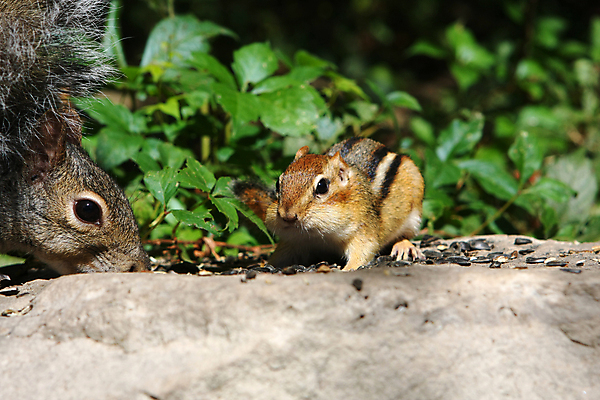 포토 JPG 해외이미지 나무 동물 응시 공원 야생동물 포즈 포유류 발 자연 생물 털 씨앗 사람없음 야외 빨간색 갈색 검은색 회색 견과류 설치류 숲 작음 먹이 모피 먹기 호기심 꼬리 다람쥐 솜털 내추럴 동물상 발톱 수유 해외202004 해외포토 식물 시선 공공시설 감정 컬러 컨셉 모션 신체부위 조형물 크기 생태계 파일형식 이미지허브