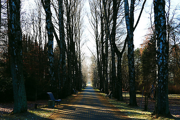 포토 JPG 해외이미지 나무 계절 공원 도로 길 낙엽 잎 벤치 자연 휴식 이끼 풍경 사람없음 야외 평화 어둠 침묵 새벽 추위 안개 가을 재산 숲 신비 버리기 장면 지역 마법 멀리 10월 미루나무 뿌연 해외202004 해외포토 자연요소 식물 공공시설 컨셉 의자 교통시설 모션 날씨 금융 소리 날짜 생태계 파일형식 이미지허브