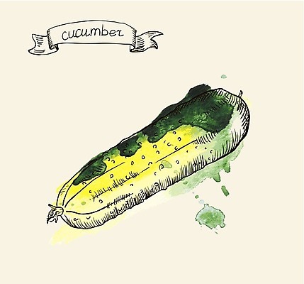 EPS 해외이미지 접시 음식 조각 백그라운드 다이어트 채소 과일 일러스트 부분 자연 오이 수채화 건강 요리 초록색 여름 식사 페인트 주스 샐러드 수확 흰색 신선 낙서 스케치 먹기 메뉴 준비 그림 유기농 칼로리 내추럴 고립 식용 채식주의자 해외202004 해외일러스트 식기 웰빙 계절 음료 컬러 농업 모션 미술 생태계 채식 파일형식 벡터 이미지허브