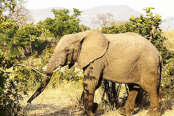 포토 JPG 해외이미지 식물 야생동물 신체 포유류 아프리카 코끼리 건조 사람없음 회색 황무지 큼 귀 동물상 탄자니아 해외202004 해외포토 동물 나라 컬러 신체부위 조형물 크기 파일형식 이미지허브