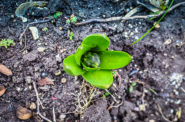 포토 JPG 해외이미지 나무 식물 계절 꽃잎 꽃 줄기 백그라운드 잎 전구 자연 포도 사람없음 야외 장식 가로 파란색 햇빛 정원 봄 활발 성장 벚꽃 개화 캔 닫기 5월 묘사 물주기 원예 화단 히아신스 세련 해외202004 해외포토 컬러 컨셉 과일 모션 취미 태양 날짜 생태계 파일형식 이미지허브