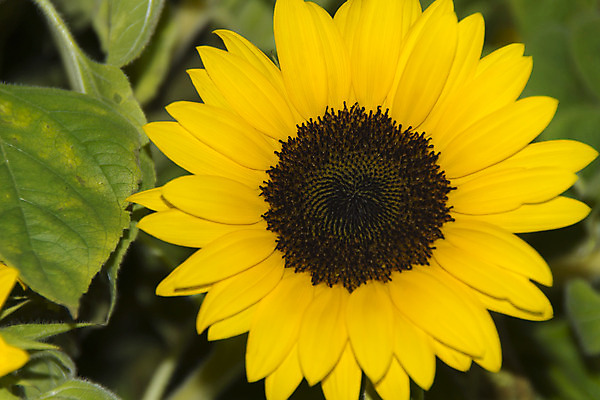 포토 JPG 해외이미지 식물 꽃 꽃다발 자연 해바라기 사람없음 초록색 갈색 노란색 정원 벚꽃 개화 닫기 큼 다발 원예 내추럴 해외202004 해외포토 컬러 모션 취미 크기 생태계 파일형식 이미지허브