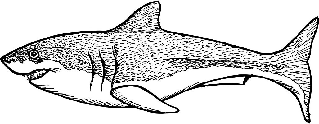 EPS 해외이미지 손 바다 섬 일러스트 어류 수중 스노클링 치아 만화 스케치 지느러미 상어 살인범 해외202004 해외일러스트 미술 신체부위 수중동물 수상스포츠 소화기관 파일형식 벡터 이미지허브