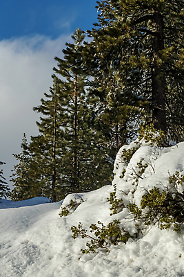 포토 JPG 해외이미지 식물 구름 계절 호수 겨울 자연 하늘 휴가 산 건조 풍경 사람없음 야외 파란색 글로벌 환경 사막 추위 소나무 변화 숲 캘리포니아 무거움 남쪽 로스앤젤레스 해외202004 해외포토 자연요소 나무 컬러 컨셉 미국 무게 방향 생태계 파일형식 이미지허브
