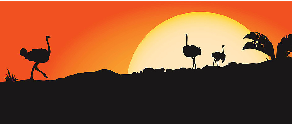 EPS 해외이미지 식물 동물 디자인 패턴 일러스트 자연 조류 종류 태양 숫자 환경 일몰 그리기 낟알 그림 타조 동물상 해외202004 해외일러스트 자연요소 문자 무늬 모션 조형물 노을 생태계 파일형식 벡터 이미지허브