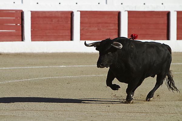 포토 JPG 해외이미지 동물 전통 문화 사람없음 축제 공연 축하 용기 자신감 소 위험 황소 싸움 민화 스페인어 투우장 해외202004 해외포토 그릇 감정 컨셉 포유류 모션 이벤트 그림 투우 파일형식 이미지허브