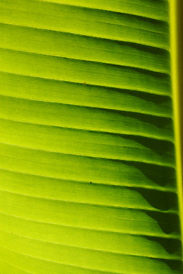 포토 JPG 해외이미지 나무 식물 줄기 백그라운드 잎 꽃무늬 패턴 자연 추상 사람없음 초록색 여름 빛 환경 정원 봄 활발 성장 가을 투명 칼날 순수 유기농 원예 질감 생물학 지역 정맥 내추럴 진행 개발 광합성 해외202004 해외포토 웰빙 계절 교육 꽃 컬러 컨셉 무늬 취미 생태계 혈관 파일형식 이미지허브