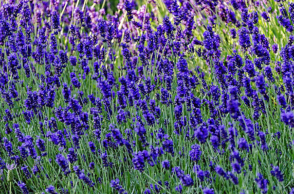 포토 JPG 해외이미지 나무 식물 디자인 계절 공원 꽃 꽃무늬 자연 사람없음 장식 세로 초록색 정원 봄 침대 개화 라벤더 일반 불가리아 해외202004 해외포토 공공시설 컬러 가구 무늬 허브 생태계 파일형식 남유럽 이미지허브