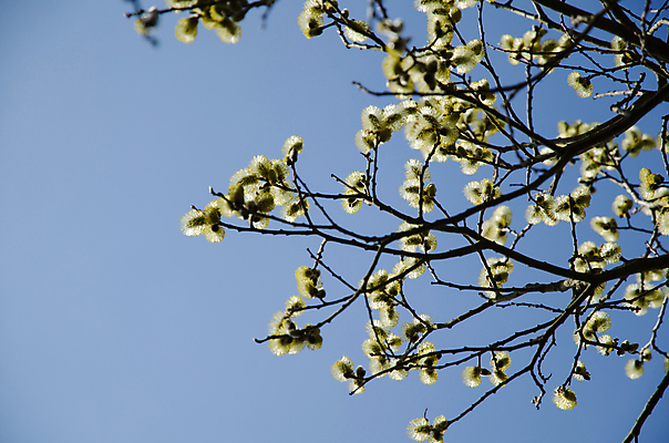 포토 JPG 해외이미지 나무 식물 계절 꽃 백그라운드 자연 하늘 부활절 새로움 사람없음 파란색 노란색 우주 고양이 봄 활발 성장 벚꽃 나뭇가지 시골 개화 버드나무 부드러움 솜털 내추럴 해외202004 해외포토 기념일 컬러 컨셉 포유류 반려동물 감각 생태계 파일형식 이미지허브