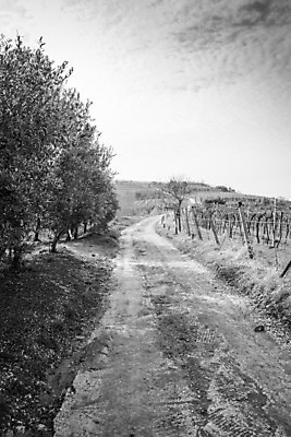 포토 JPG 해외이미지 나무 식물 계절 산업 잎 밭 농업 자연 포도 주택 풍경 사람없음 초록색 컬러풀 농장 농경지 와인 계곡 봄 이탈리아 안개 성장 가을 농촌 시골 샴페인 땅 화이트와인 언덕 유기농 포도밭 강렬 양조장 줄서기 토스카나 목가 세련 해외202004 해외포토 웰빙 유럽 컬러 과일 모션 날씨 주류 건물 생태계 파일형식 이미지허브