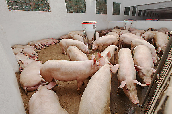 포토 JPG 해외이미지 동물 산업 농업 포유류 돼지고기 사람없음 농장 가축 시골 돼지 그룹 먹기 뿌리기 주둥이 멧돼지 외양간 밭일 수유 많음 해외202004 해외포토 컨셉 모션 육류 파일형식 식재료 이미지허브