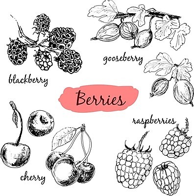 EPS 해외이미지 식물 열매 음식 잎 다이어트 과일 일러스트 재료 자연 건강 세트 약 정원 검은색 수확 흰색 신선 달콤 혼합 수집 먹기 오브젝트 그림 산딸기 손그림 블랙베리 건강식 고립 구스베리 그런지 숙성 채식주의자 디테일 비건 해외202004 해외일러스트 컬러 농업 의학 모션 맛 생태계 채식 파일형식 벡터 이미지허브